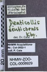 Etiketten zu Denticollis denticornis (NHMW-ZOO-COL-0008929)